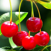 خرید نهال آلبالو