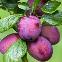 خرید نهال آلو