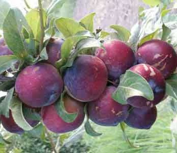 خرید نهال الو اختری خرید نهال الو اختری