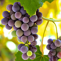 خرید نهال انگور