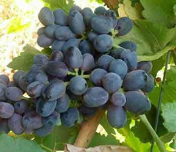 خرید نهال انگور صاحبی سیاه خرید نهال انگور صاحبی سیاه
