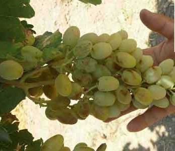 خرید نهال انگور ریش بابا خرید نهال انگور ریش بابا