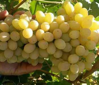 خرید نهال انگور بی دانه کشمشی خرید نهال انگور بی دانه کشمشی