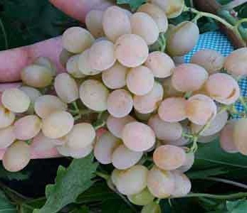خرید نهال انگور احمدی خرید نهال انگور احمدی