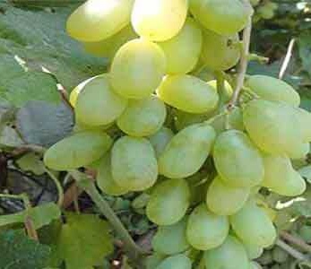 خرید نهال انگور لعل حسینی خرید نهال انگور لعل حسینی
