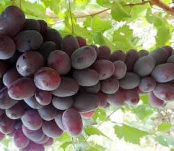 خرید نهال انگور قزل اوزوم خرید نهال انگور قزل اوزوم
