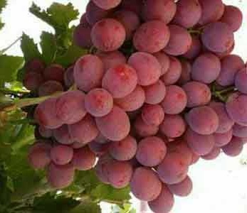 خرید نهال انگور فلیم سیدلس بی دانه خرید نهال انگور فلیم سیدلس بی دانه