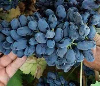 خرید نهال انگور فرانسوی خرید نهال انگور فرانسوی