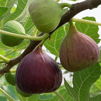 خرید نهال انجیر