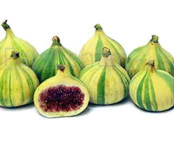 قیمت نهال انجیر ببری قیمت نهال انجیر ببری
