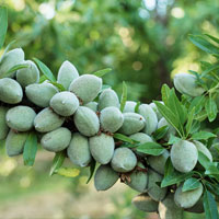 خرید نهال بادام