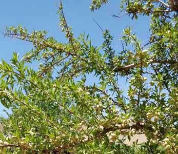 قیمت نهال بادام آی قیمت نهال بادام آی