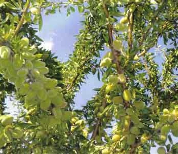 قیمت نهال بادام یلدا قیمت نهال بادام یلدا