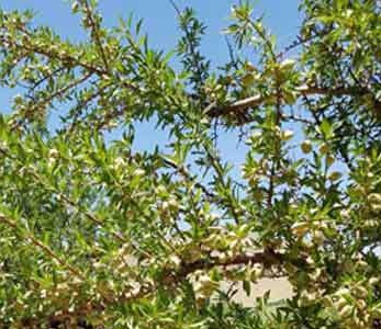 قیمت نهال بادام کاغذی - سفید یا نجف ابادی قیمت نهال بادام کاغذی - سفید یا نجف ابادی