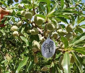 قیمت نهال بادام شکوفه قیمت نهال بادام شکوفه