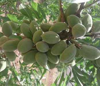 قیمت نهال بادام حریر قیمت نهال بادام حریر