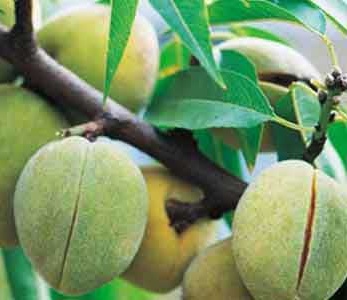 قیمت نهال بادام پسته ای قیمت نهال بادام پسته ای