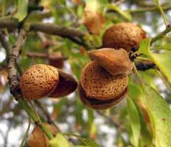 خرید نهال بادام نون پاریل - بادام نان پاریل