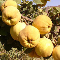 خرید نهال به