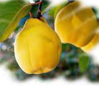 خرید نهال به لیمو خرید نهال به لیمو