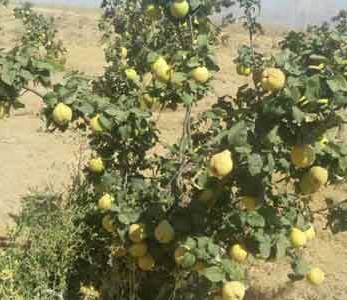 خرید نهال به شاهرود خرید نهال به شاهرود