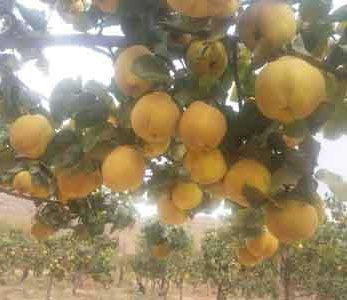 خرید نهال به ترش آذربایجان خرید نهال به ترش آذربایجان