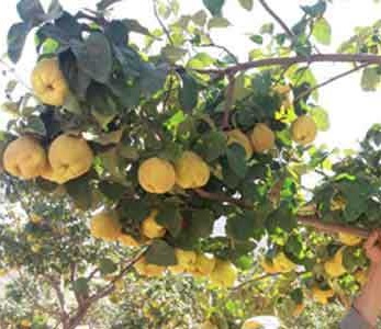 خرید نهال به اصفهان - به کوزه ای خرید نهال به اصفهان - به کوزه ای