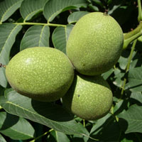 خرید نهال گردو