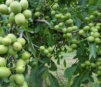 قیمت نهال گردو چندلر قیمت نهال گردو چندلر