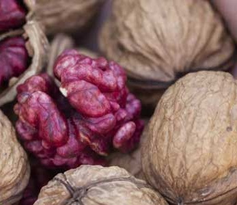 قیمت نهال گردو تو سرخ قیمت نهال گردو تو سرخ