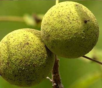 قیمت نهال گردو سانلند قیمت نهال گردو سانلند