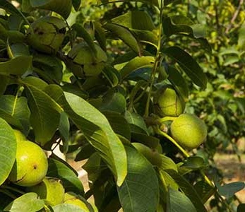 قیمت نهال گردو رقم جمال قیمت نهال گردو رقم جمال