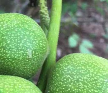 قیمت نهال گردو دماوند قیمت نهال گردو دماوند