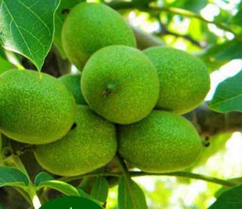 قیمت نهال گردو شبین قیمت نهال گردو شبین