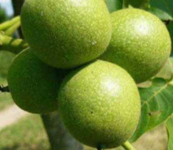 قیمت نهال گردو تویسرکان قیمت نهال گردو تویسرکان
