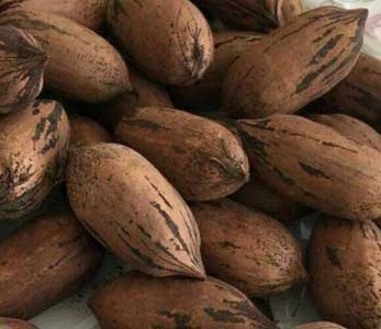 قیمت نهال گردو پکان آمریکایی قیمت نهال گردو پکان آمریکایی
