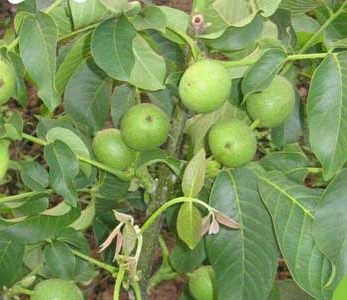 قیمت نهال گردو ضیاء آباد قودآقوز قیمت نهال گردو ضیاء آباد قودآقوز