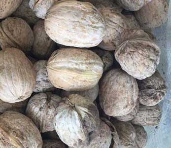 قیمت بذر گردو خوشه ای قیمت بذر گردو خوشه ای
