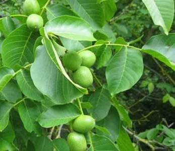 قیمت نهال گردو سجنو قیمت نهال گردو سجنو