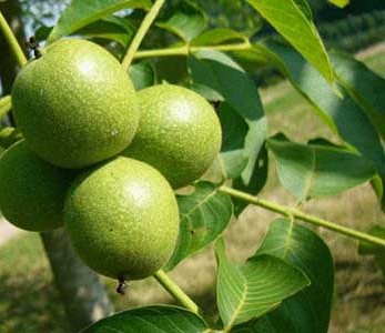 قیمت نهال گردو پدرو قیمت نهال گردو پدرو