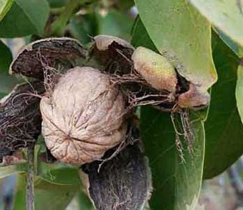 قیمت نهال گردو پاریزین قیمت نهال گردو پاریزین