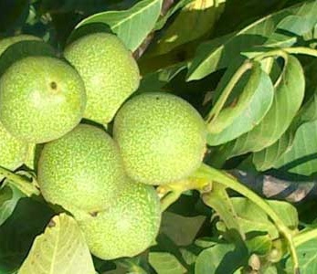 قیمت گردو نهال یالووا قیمت نهال گردو یالووا