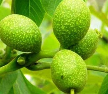 قیمت گردو نهال یالووا 3 قیمت نهال گردو یالووا 3