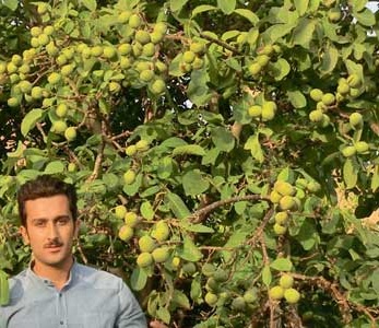قیمت نهال گردو رویال آرمین قاسمی قیمت نهال گردو رویال آرمین قاسمی
