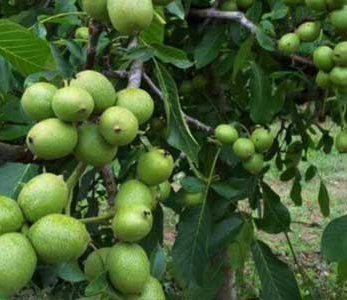 قیمت نهال گردو مراغه قیمت نهال گردو مراغه