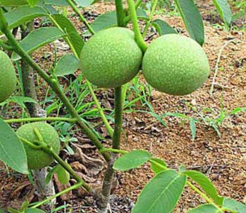 قیمت نهال گردو کانادایی قیمت نهال گردو کانادایی