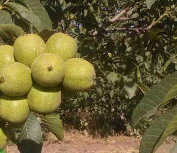 قیمت نهال گردو خوشه ای فرانسوی قیمت نهال گردو خوشه ای فرانسوی