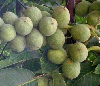 قیمت نهال گردو شیلی قیمت نهال گردو شیلی