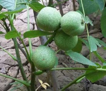 قیمت نهال گردو اسرائیلی تخم مرغی قیمت نهال گردو اسرائیلی تخم مرغی