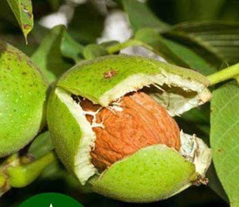 قیمت نهال گردو بیلچک قیمت نهال گردو بیلچک